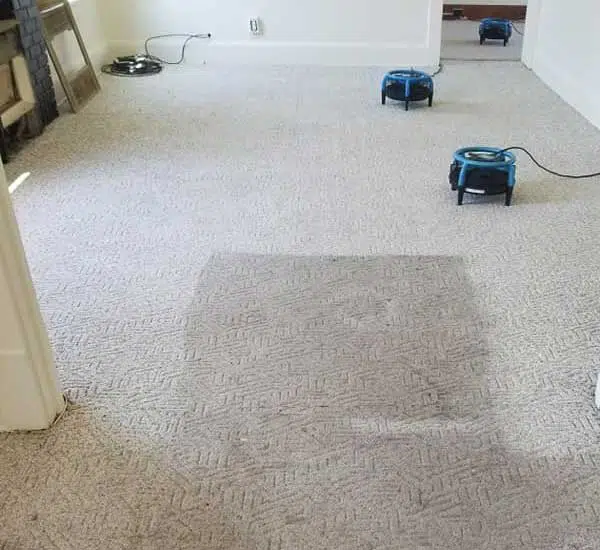 Trust Our Carpet Cleaning Team